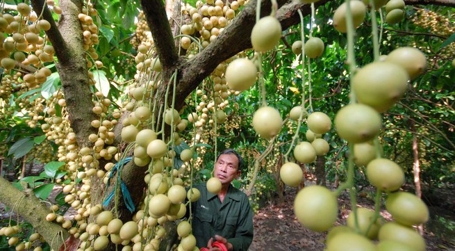 Mekong delta farmers benefit from tourist model