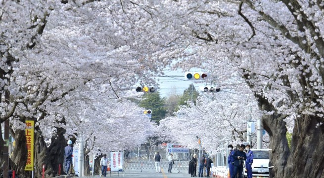 Japan: Cherry blossoms bloom in the fall