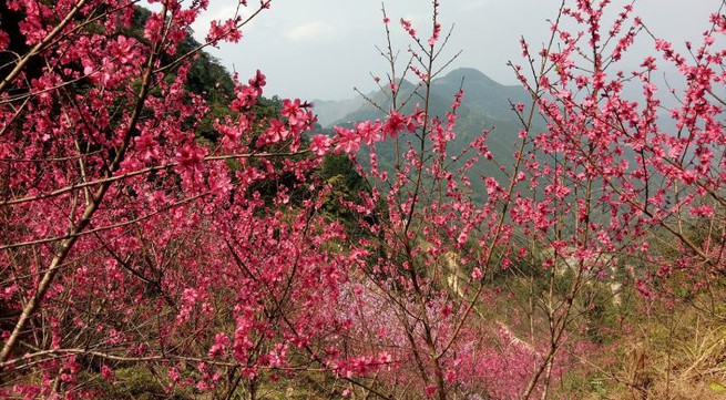 Lang Son peach blossoms promoted