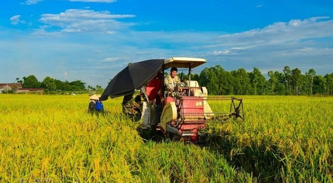 First organic rice project underway in Hải Phòng