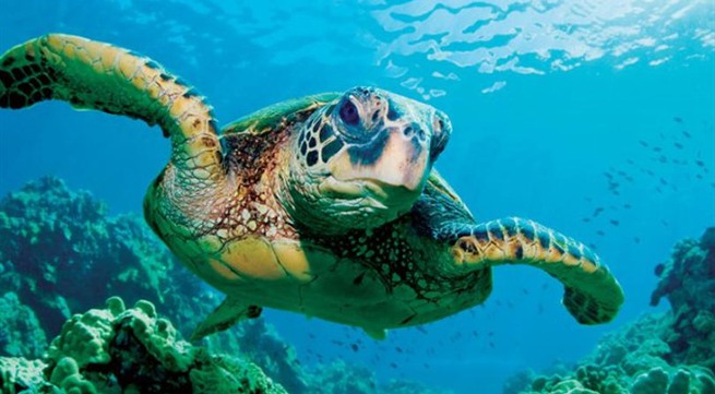 Rare sea turtle released in ocean