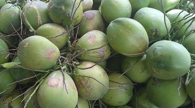 Bến Tre to boost Xiêm coconut exports