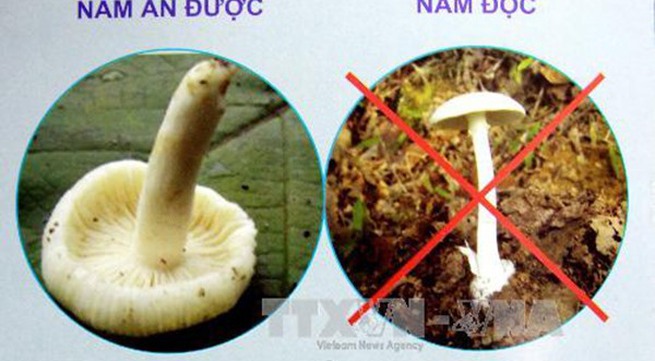 Three die from mushroom poisoning