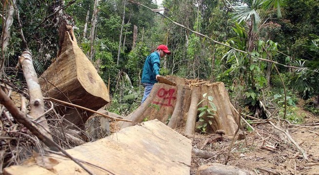 Forest officers suspended for failure to stop deforestation