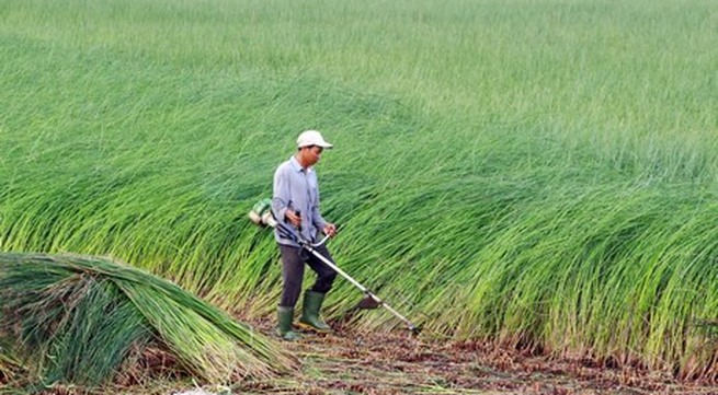 Mekong Delta farmers profit from sedge boom