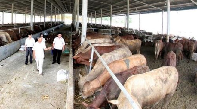 Cow breeding yields high income for farmers in Tiền Giang