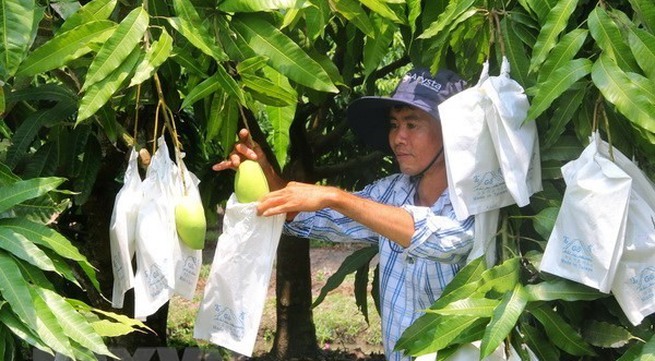 Delta farmers face fruit price decline