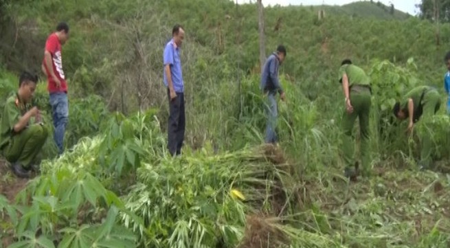Cannabis garden destroyed in Tây Nguyên Province