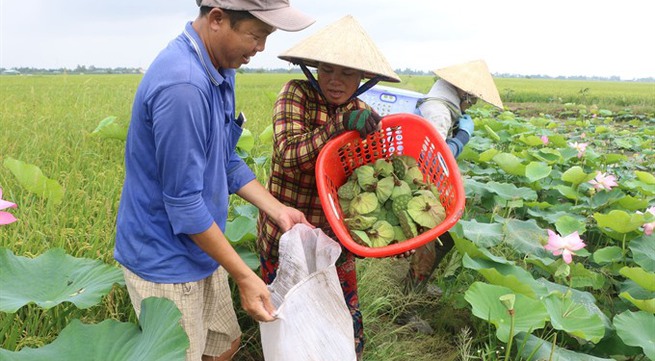 Farmers bank on lotus during flood season