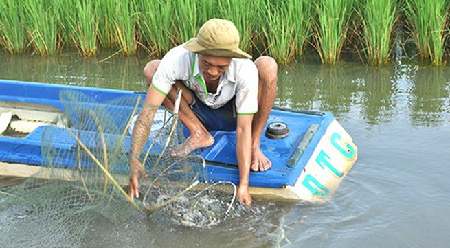 Farmers see higher profits from sustainable shrimp–rice farming model