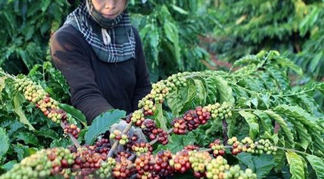 Coffee tree areas in Tây Nguyên see higher yields