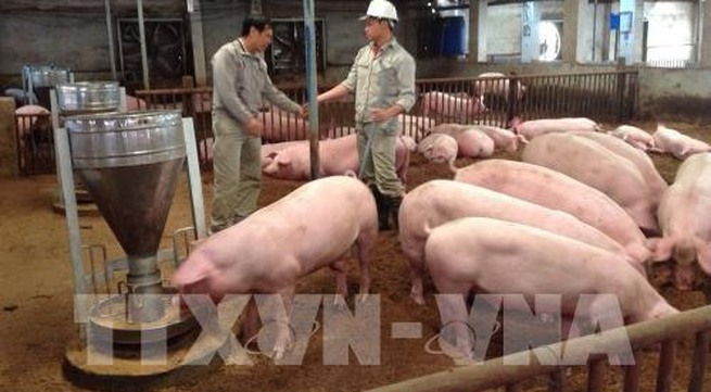 Trà Vinh helps livestock farms improve productivity