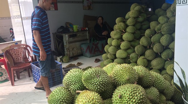 Durian prices in HCM City remain high despite oversupply