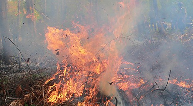 Fire destroys 8,000sq.m of forest