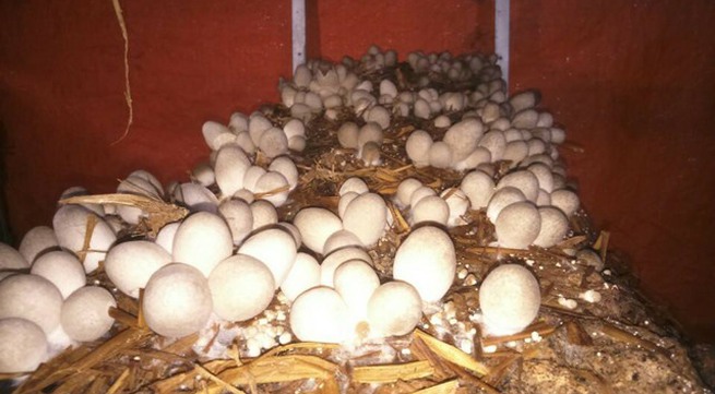 Đồng Tháp farmers encouraged to grow straw mushroom indoors