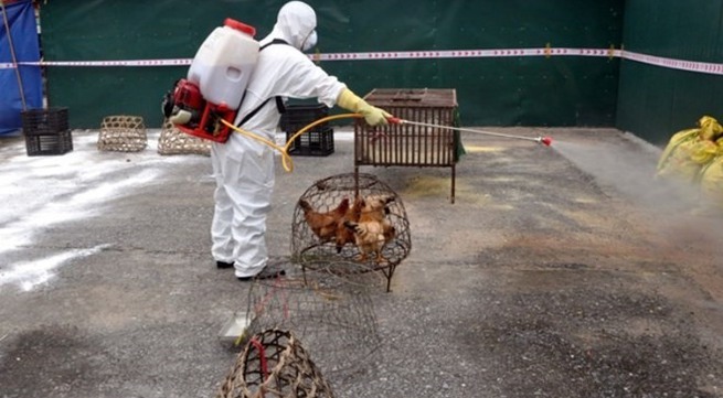 Provinces take steps to control avian flu outbreak
