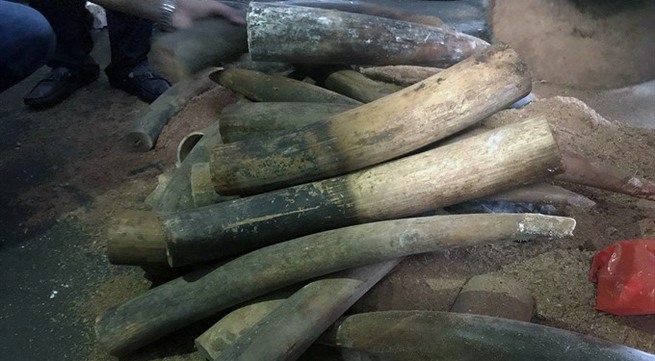 Việt Nam’s illegal ivory market is thriving