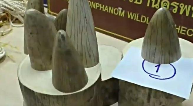 Vietnamese woman arrested for smuggling 22 kilos of elephant tusks into Thailand