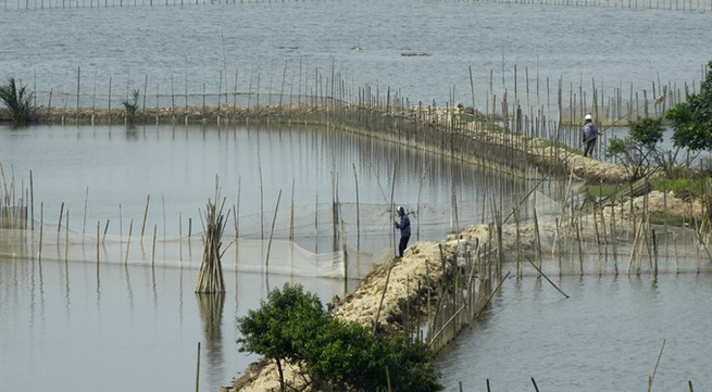 Việt Nam needs a master plan for development of shrimp farming on sandy land