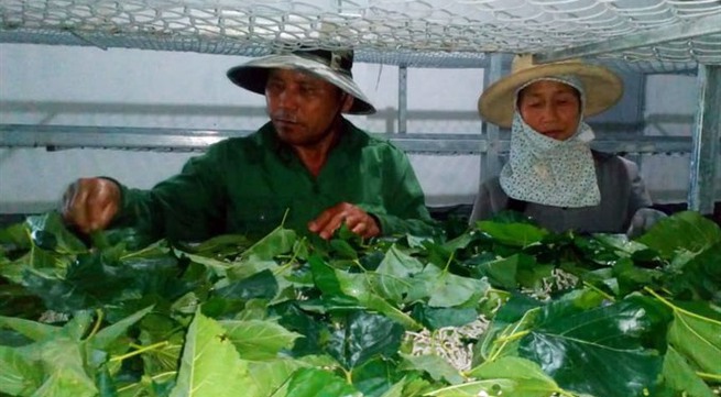 Lâm Đồng silk production on a high
