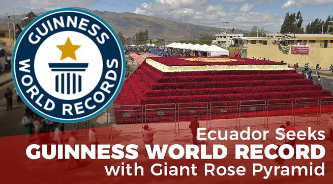 Ecuador to break a guinness record with giant rose pyramid