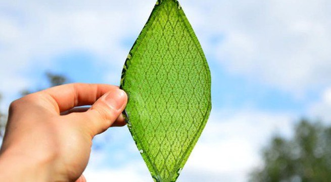 Vietnam successfully develops artificial leaf