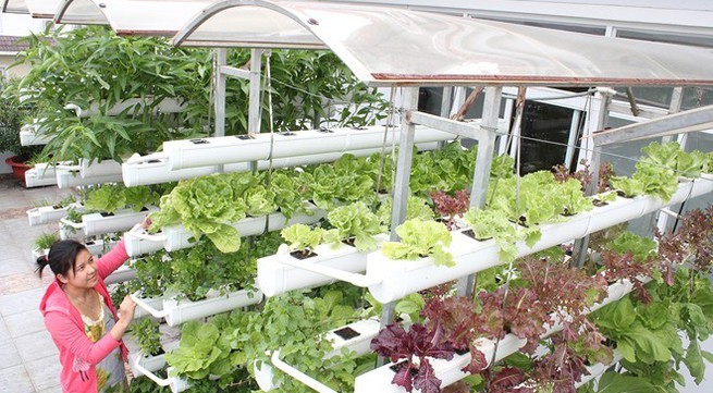 First hydroponic farm in Dong Thap province