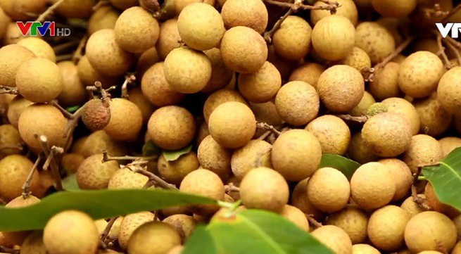 Trade promotions for Hung Yen's longan