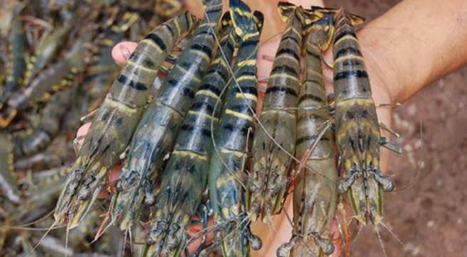 Shrimp sector promises breakthrough