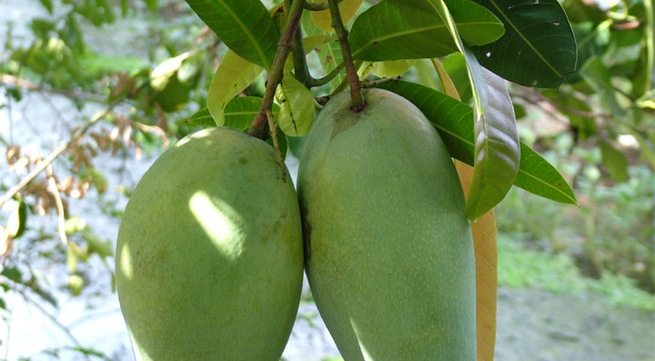 Son La green mango exported to Australia