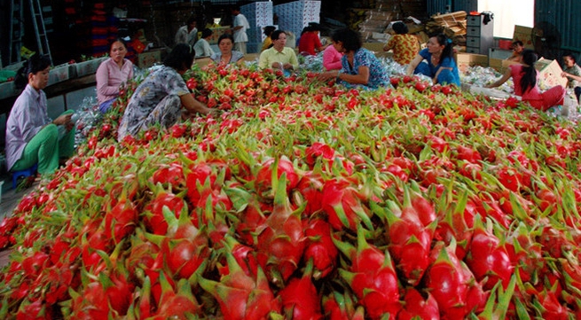 Helping Vietnamese agricultural products dominate high-grade market