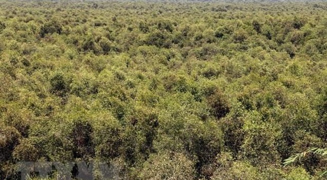 Large forested areas of Ca Mau face high risks of wildfire