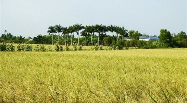 Vietnam’s jasmine rice crowned best in world