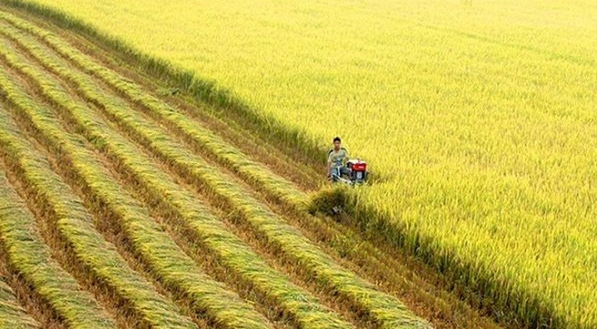 Fourth Vietnam Rice Festival to take place in Vinh Long in mid-December