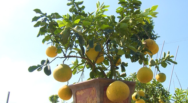 Chile opens its market to Vietnamese grapefruit