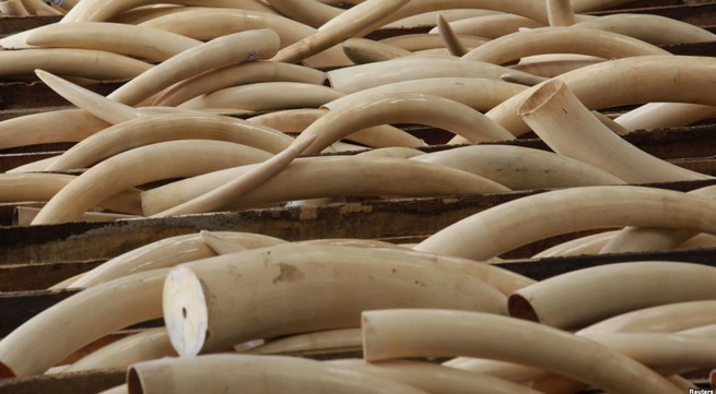 Danang seizes 9 tons of elephant tusks
