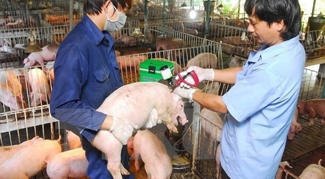 Stronger efforts required for fight against African swine fever