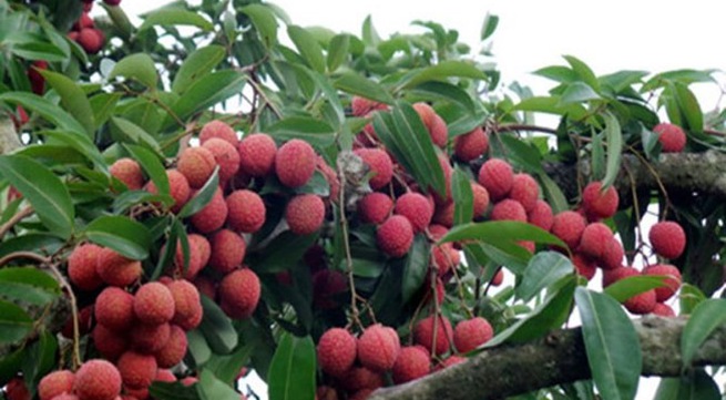 Bac Giang promotes lychee consumption in China