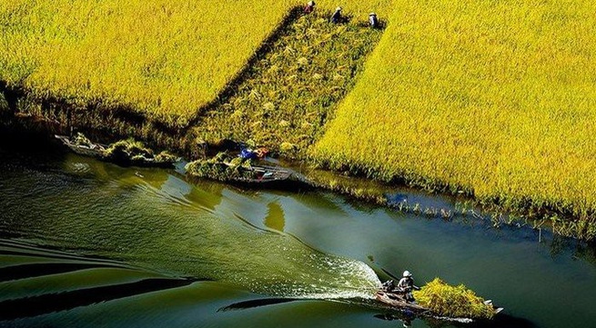 Tam Coc turns yellow in ripening rice season