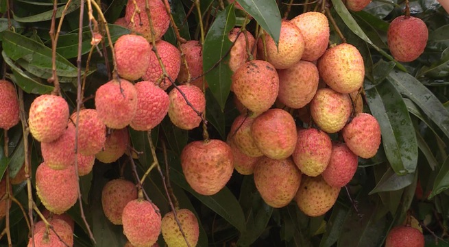 First batch of fresh Vietnamese lychee lands in Japan