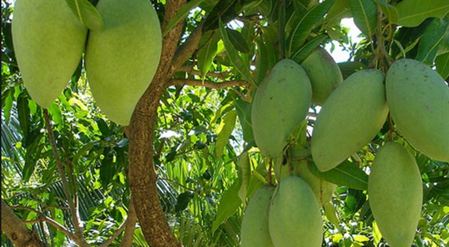Export of Vietnamese mangoes increases