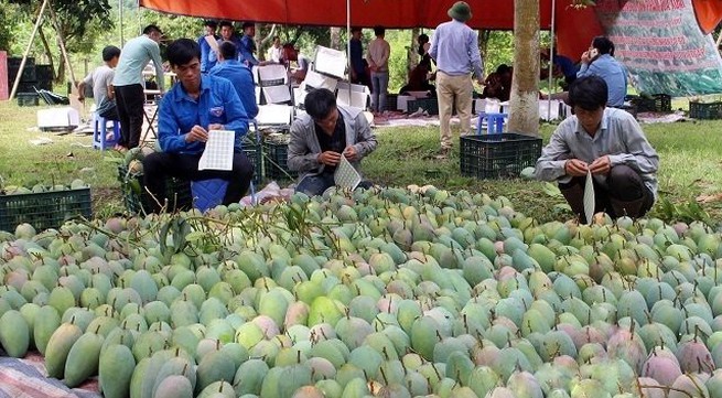 Son La mangoes set foot in demanding markets
