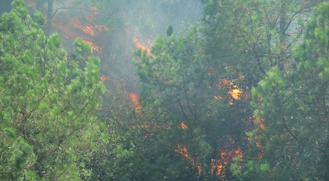 Prime Minister calls for urgent forest fire prevention and fighting