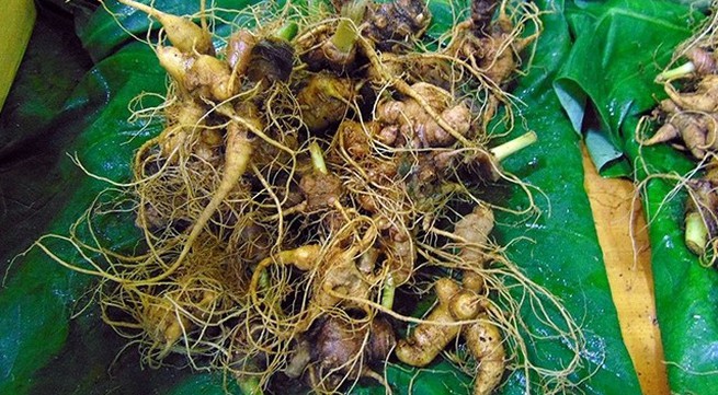 Quang Nam earns nearly VND10 billion from Ngoc Linh ginseng