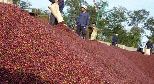 Vietnam’s coffee exports plummet in eight months