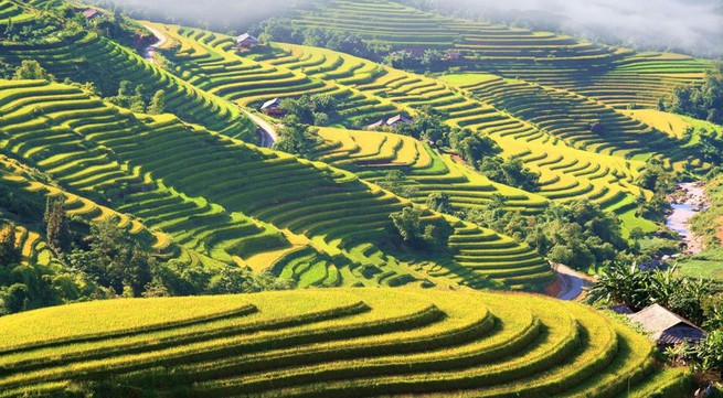 Tourism programme of Hoang Su Phi terraced rice fields opens