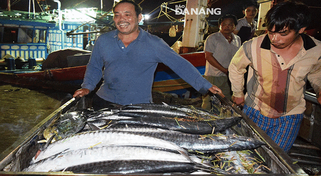 Da Nang fishermen enjoy bumper catches