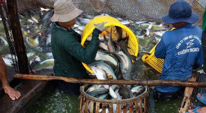Việt Nam to see $2.4b in tra fish exports this year