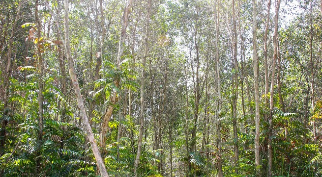 Cà Mau to plant more acacia trees as profits rise