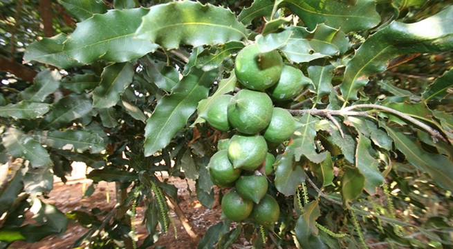 Lâm Đồng exports macadamia nuts to RoK, Singapore